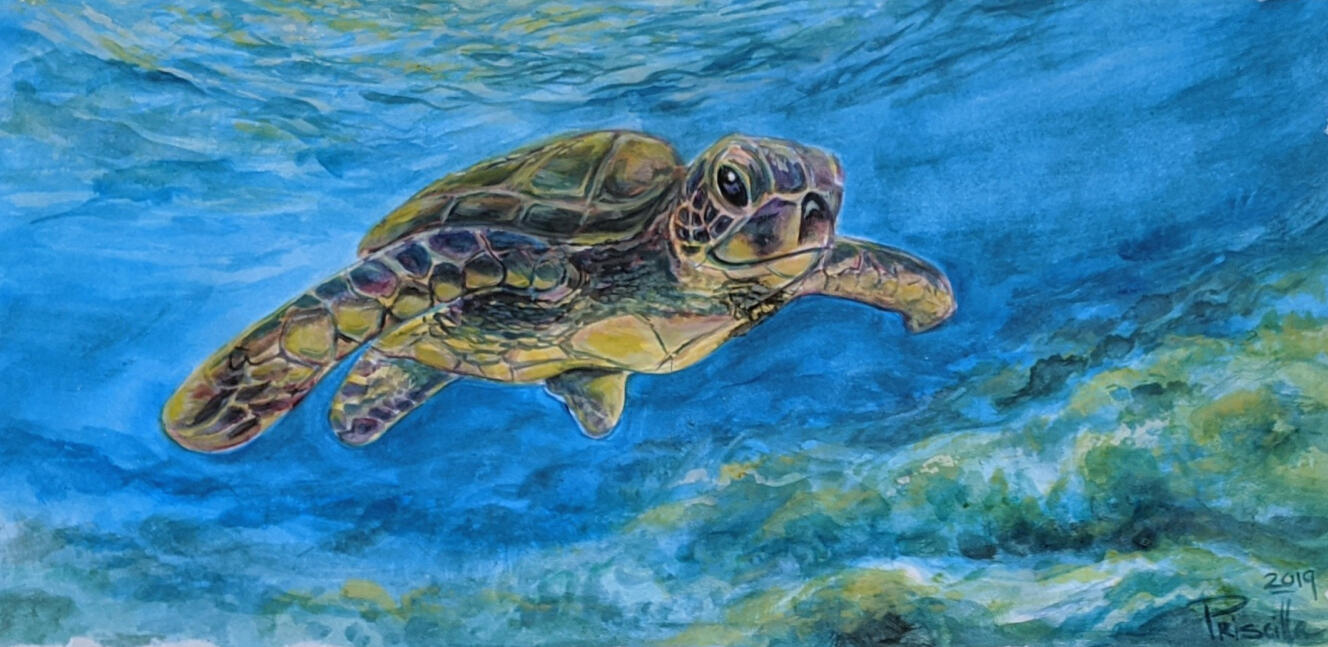 Sea turtle